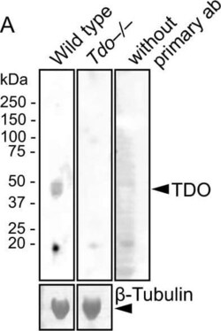 TDO2 Antibody, Novus Biologicals 0.05 mg | Buy Online | Novus Biologicals | Fisher Scientific