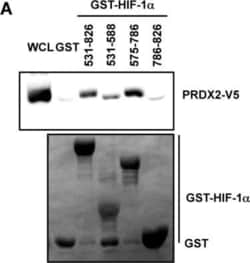 Peroxiredoxin 2 Antibody (4E10-2D2), Novus Biologicals 0.1 mg | Buy Online | Novus Biologicals | Fisher Scientific