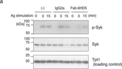 TPT1/TCTP Antibody (2A3), Novus Biologicals 0.1 mg | Buy Online | Novus Biologicals | Fisher Scientific