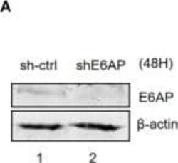 E6AP/UBE3A Antibody (2F6), Novus Biologicals 0.1 mg | Buy Online | Novus Biologicals | Fisher Scientific