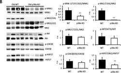 MNK1 Antibody (2F12), Novus Biologicals 0.1 mg | Buy Online | Novus Biologicals | Fisher Scientific