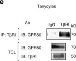 GPR50 Antibody, Novus Biologicals 0.05 mg | Buy Online | Novus Biologicals | Fisher Scientific