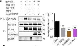 GPR50 Antibody, Novus Biologicals 0.05 mg | Buy Online | Novus Biologicals | Fisher Scientific