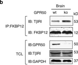 GPR50 Antibody, Novus Biologicals 0.05 mg | Buy Online | Novus Biologicals | Fisher Scientific