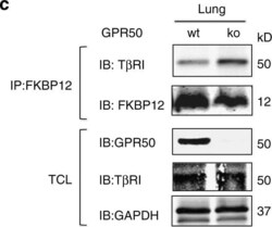 GPR50 Antibody, Novus Biologicals 0.05 mg | Buy Online | Novus Biologicals | Fisher Scientific