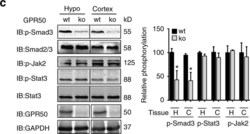 GPR50 Antibody, Novus Biologicals 0.05 mg | Buy Online | Novus Biologicals | Fisher Scientific