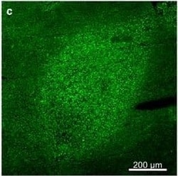 TOMM20 Antibody (4F3), Novus Biologicals 0.1 mg; Unconjugated:Antikörper