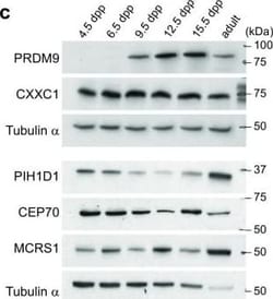 MCRS1 Antibody, Novus Biologicals 0.05 mg | Buy Online | Novus Biologicals | Fisher Scientific