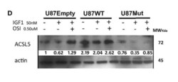 ACSL5 Antibody (5H8), Novus Biologicals 0.1 mg | Buy Online | Novus Biologicals | Fisher Scientific