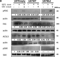 ACSL5 Antibody (5H8), Novus Biologicals 0.1 mg | Buy Online | Novus Biologicals | Fisher Scientific