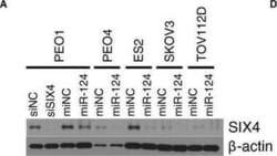 SIX4 Antibody (7E2), Novus Biologicals 0.1 mg | Buy Online | Novus Biologicals | Fisher Scientific