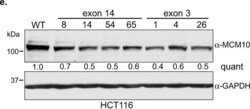 MCM10 Antibody, Novus Biologicals 0.1 mg | Buy Online | Novus Biologicals | Fisher Scientific