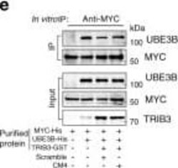 TRIB3 Antibody (1H2), Novus Biologicals 0.1 mg; Unconjugated:Antibodies,