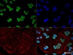 hnRNP A1 Antibody (4B10) - Azide and BSA Free, Novus Biologicals 0.1 mL;