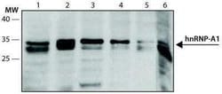 hnRNP A1 Antibody (4B10) - Azide and BSA Free, Novus Biologicals 0.1 mL;