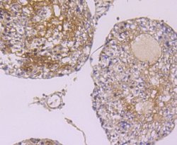 hnRNPA1 Rabbit anti-Human, Clone: JA39-21, Novus Biologicals 100&mu;L:Antibodies,