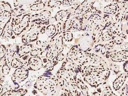 hnRNP A1 Antibody, Novus Biologicals 50 &mu;g, Unconjugated:Antibodies,