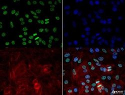 hnRNP A2B1 Antibody (DP3B3) - Azide and BSA Free, Novus Biologicals 0.1