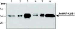 hnRNP A2B1 Antibody (DP3B3) - Azide and BSA Free, Novus Biologicals 0.1