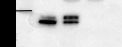 hnRNP A2B1 Antibody (DP3B3) - Azide and BSA Free, Novus Biologicals 0.1