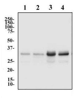 hnRNP A2B1 Antibody (DP3B3) - Azide and BSA Free, Novus Biologicals 0.1
