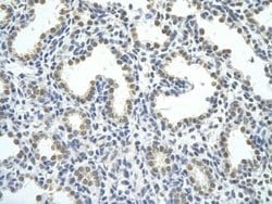 hnRNP AB Antibody, Novus Biologicals 100 &mu;L; Unconjugated:Antibodies,