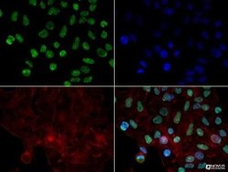 hnRNP L Antibody (4D11) - Azide and BSA Free, Novus Biologicals 0.1 mL;