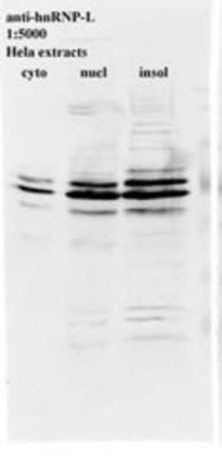 hnRNP L Antibody (4D11) - Azide and BSA Free, Novus Biologicals 0.1 mL;