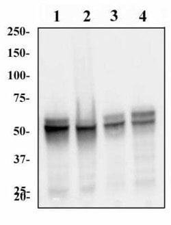 hnRNP L Antibody (4D11) - Azide and BSA Free, Novus Biologicals 0.1 mL;