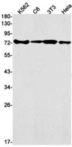 hnRNP M Rabbit anti-Human, Mouse, Rat, Clone: S06-3B1, Novus Biologicals 25 &mu;g | Buy Online | Novus Biologicals | Fisher Scientific