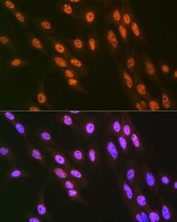 hnRNP-Q Rabbit anti-Human, Mouse, Rat, Clone: 1R0G5, Novus Biologicals