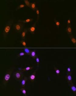 hnRNP-Q Rabbit anti-Human, Mouse, Rat, Clone: 1R0G5, Novus Biologicals
