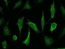 iNOS Antibody, Novus Biologicals 50 &mu;g, Unconjugated:Antibodies, Polyclonal
