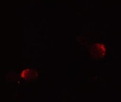 lin-54 Antibody - BSA Free, Novus Biologicals 0.1 mg | Buy Online | Novus Biologicals | Fisher Scientific