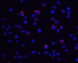 lin-54 Antibody - BSA Free, Novus Biologicals 0.1 mg | Buy Online | Novus Biologicals | Fisher Scientific