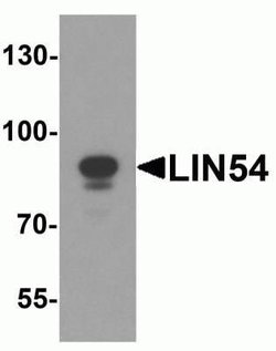 lin-54 Antibody - BSA Free, Novus Biologicals 0.1 mg | Buy Online | Novus Biologicals | Fisher Scientific