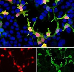 mCherry Antibody, Novus Biologicals:Antibodies:Primary Antibodies