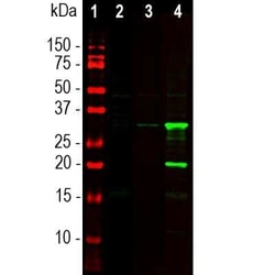 mCherry Antibody, Novus Biologicals:Antibodies:Primary Antibodies
