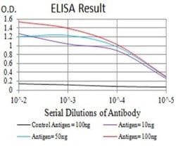 mGluR1 Antibody (5E12D8) - BSA Free, Novus Biologicals:Antibodies:Primary