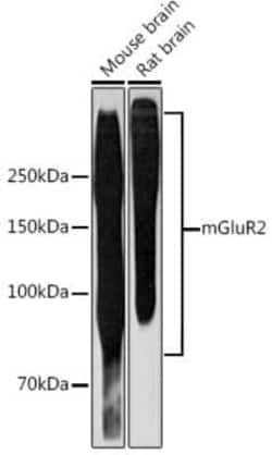 mGluR2 Rabbit anti-Mouse, Rat, Clone: 0U6B5, Novus Biologicals 100 &mu;g;