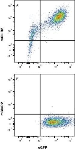 Human mGluR2 Antibody, R D Systems 25 &mu;g; Unconjugated:Antibodies, Monoclonal