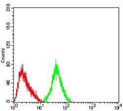 mGluR3 Antibody (7A5A6) - BSA Free, Novus Biologicals:Antibodies:Primary