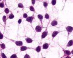 mGluR3 Antibody - BSA Free, Novus Biologicals 0.05 mL, Unconjugated:Antibodies,