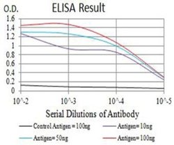 mGluR5 Antibody (1A11D10) - BSA Free, Novus Biologicals:Antibodies:Primary