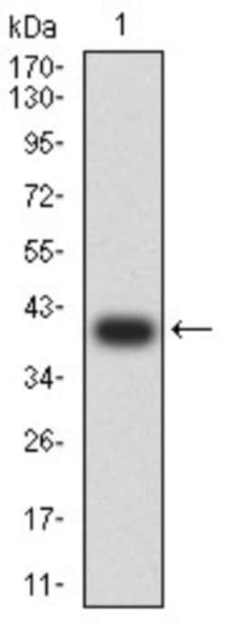 mGluR5 Antibody (1A11D10) - BSA Free, Novus Biologicals:Antibodies:Primary