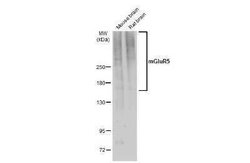 mGluR5 Antibody, Novus Biologicals 100 &mu;g | Buy Online | Bio-Techne | Fisher Scientific