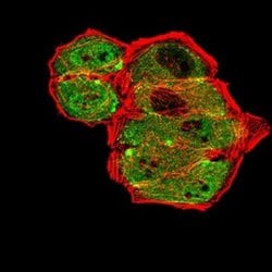 mGluR7 Antibody (7G8D3) - BSA Free, Novus Biologicals:Antibodies:Primary
