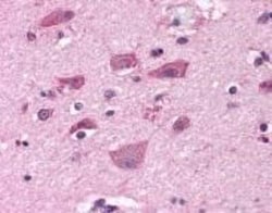 mGluR7 Antibody - BSA Free, Novus Biologicals 0.05 mL, Unconjugated:Antibodies,