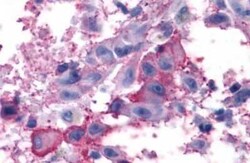 mGluR7 Antibody - BSA Free, Novus Biologicals 0.05 mL, Unconjugated:Antibodies,