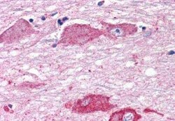 mGluR7 Antibody - BSA Free, Novus Biologicals 0.05 mL, Unconjugated:Antibodies,